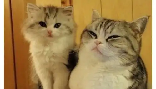  情侣猫咪起名字给两只情侣猫取名字