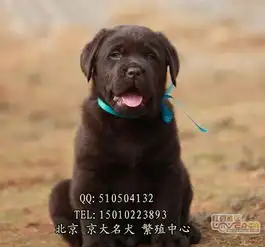  赛级冠军级拉布拉多犬黑色奶白色均有可送货上门