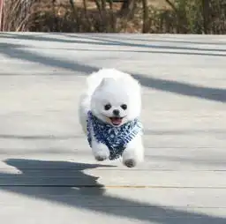 带着粉红色浴帽泡澡的小狗狗,歪头杀太可爱了