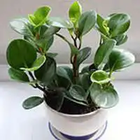  微信头像一盆花微信头像图片大全