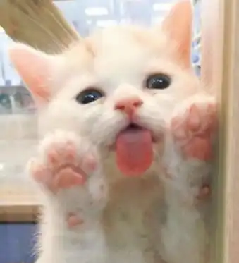  别被猫咪可爱的外表蒙蔽了它们犯蠢时哈士奇都甘拜下风