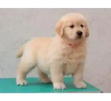  黄页88高清图片