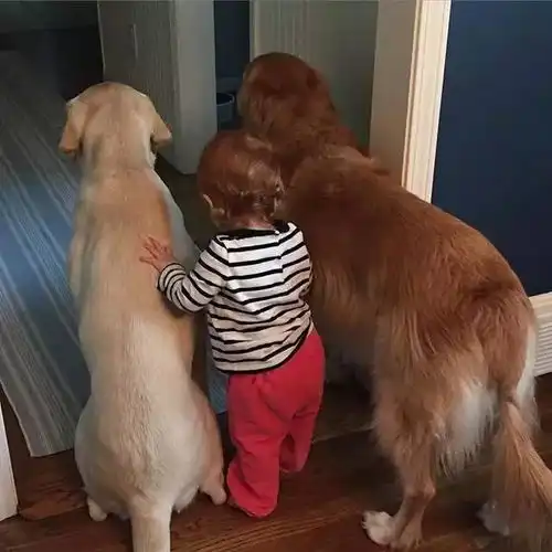  拉布拉多犬和金毛犬,谁更值得饲养