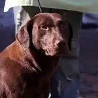  小拉布拉多头像微信头像图片大全