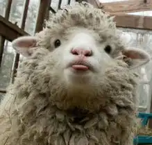  表情sir我已经无所谓了