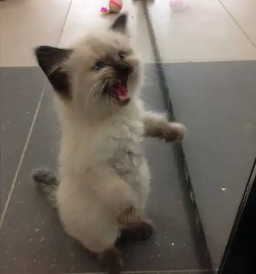  34张憨猫图片,这些猫可以治愈你的一整天,萌化你的心