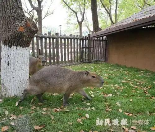 卡皮巴拉乐园,恐龙游乐区上海野生动物园五一前上新了