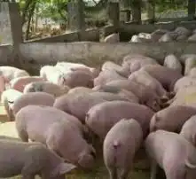  黄页88高清图片