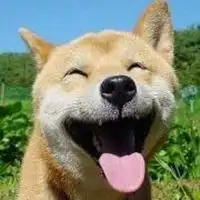  柯基头像搞笑高清微信头像图片大全