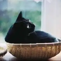  诡异的黑猫头像诡异恐怖黑猫头像微信头像图片大全