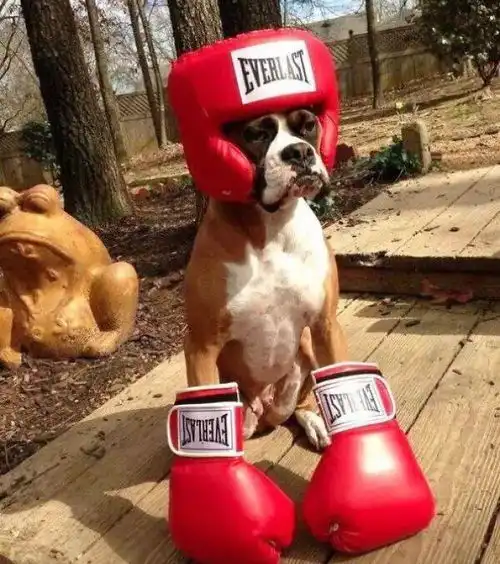  表情包界扛把子,奇葩坐姿像大爷,拳师犬就是个霸气逗比啊