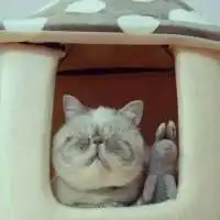  微信情侣头像宠物图片