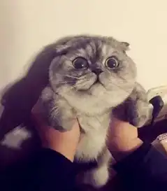  的哥坑老外,真给沈阳人掉价