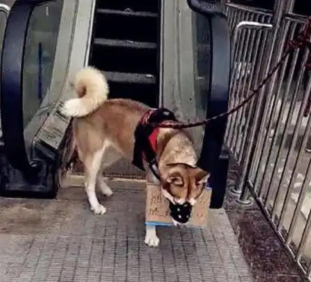  哈士奇带着狗碗用大铁链拴在超市的电梯旁以为是被遗弃的但看到挂牌后笑喷
