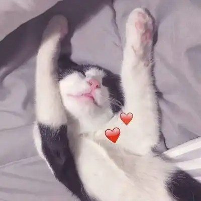 猫咪情头一对两张可爱打架2020猫咪情侣头像一左一右高清