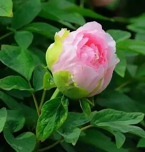  中国10大名花欣赏,你最喜欢哪种