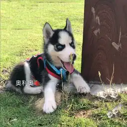 哈士奇的性格真的很可爱耶