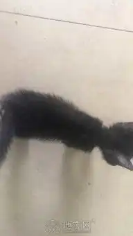  一个月左右小黑猫求领养