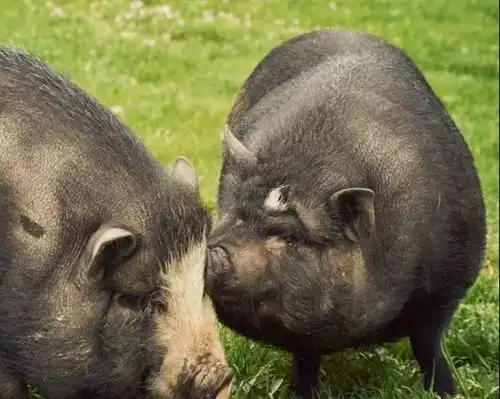  生肖猪你人生的三个贵人,有一个你绝对能遇上