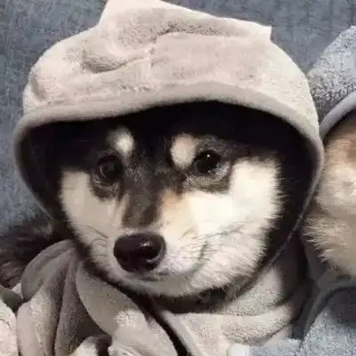  沙雕萌宠可做闺蜜头像和情侣头像我被猪拱走了