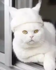 猫毛也能超级炫酷做成独一无二的防水手表