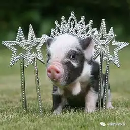  9月27日,全国生猪鸡蛋玉米豆粕价格