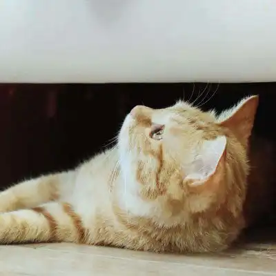 猫咪头像可爱图片萌宠猫咪图片大全可爱