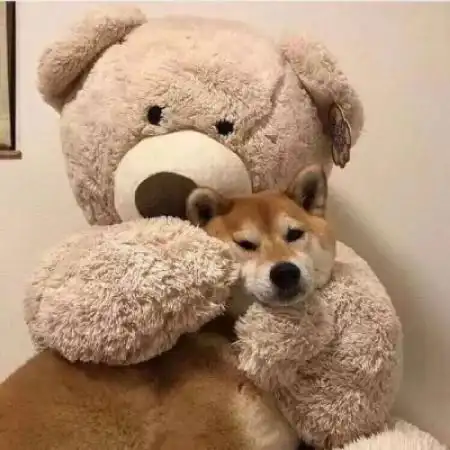  不是人物的情侣头像,可爱搞怪的动物猜你会喜欢的