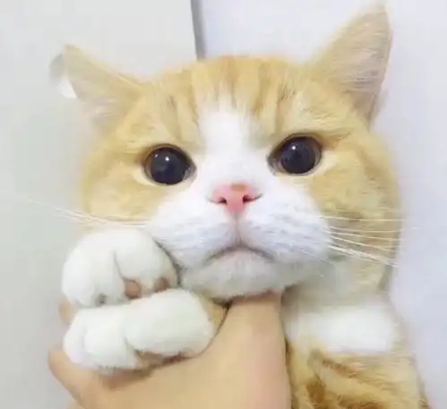  怎么撸猫咪很多人都做错了,教你简单三招