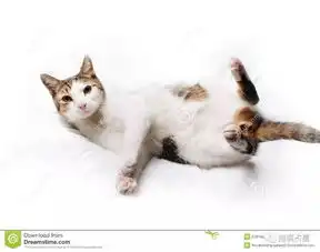  抱猫占星2018全年运势双子座感情苦尽甘来