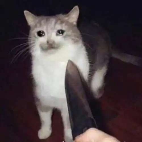 登上b站首页的智障猫猫头,竟然出自成人片