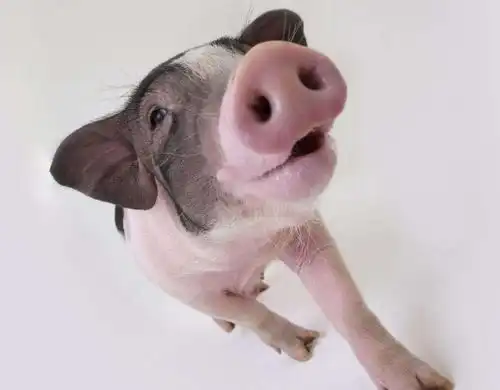  猴和猪相配婚姻如何在一起好吗