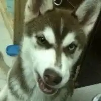  哈士奇犯二头像超清微信头像图片大全