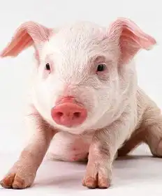  猪肉不自由大鹅显身手