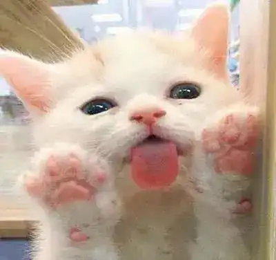 你连和猫猫kiss都不敢,竟然还敢说爱它