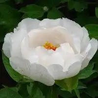  微信头像牡丹大花朵图片微信头像图片大全