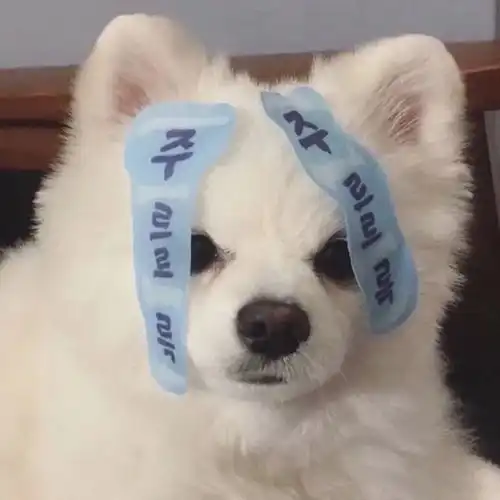  动物头像第8期可爱猫咪狗狗小动物头像,萌化的你的心