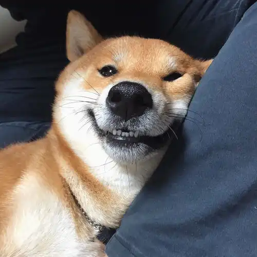  你以为汪星人的笑容都是阳光甜美的吗那你就大错特错啦