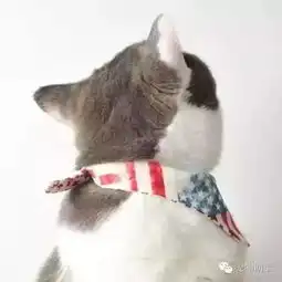  来测测你家喵主子的智商吧