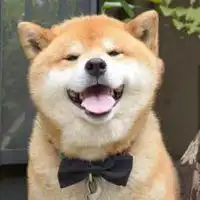  柴犬微笑表情包微信头像图片大全