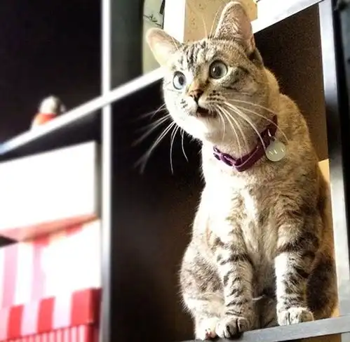  喵星人的生动表情简直无法掩饰,喜怒忧思悲恐惊