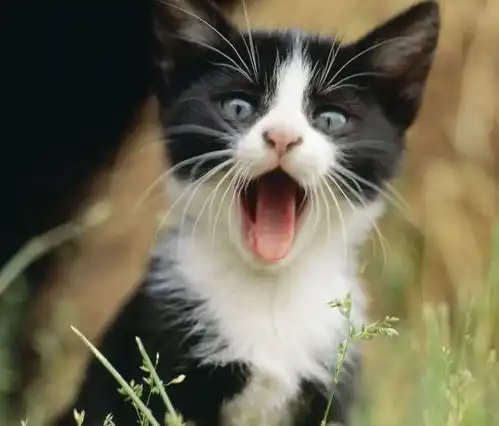  幽默搞笑段子集哈哈哈哈,我怎么感觉右边的答案更显得不一般呢