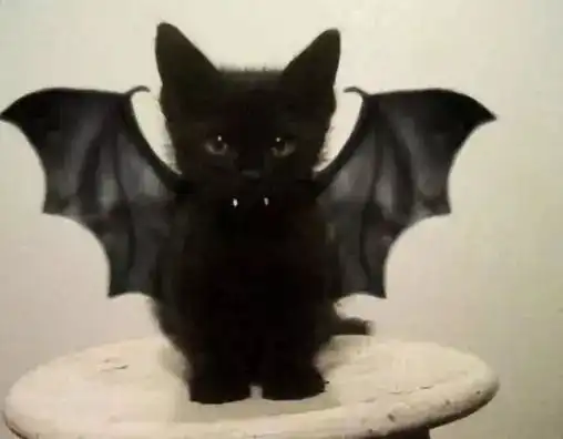  万圣节的装扮,你想好了吗