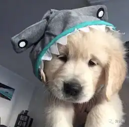  看完这些呆萌的金毛小奶狗,让你心情好上一整天