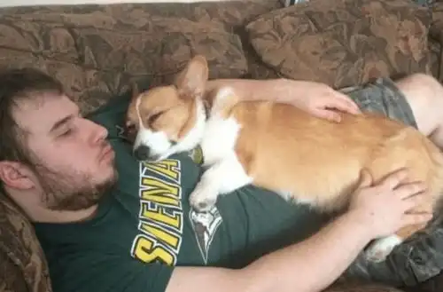  妻子不在家,丈夫竟然跟柯基发生这样的事情真让人无可奈何