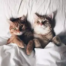  一旦拍了床照,其他的照片都成了将就