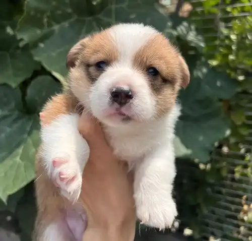  全国首只柯基警犬入编前是宠物狗,训导员腿短不是缺点是优势