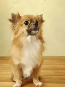  图片免费下载毛毛绒素材毛毛绒模板千图网