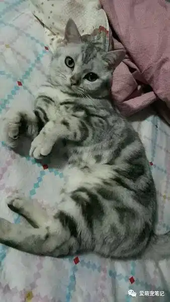  陪伴一年的美短猫无缘无故去世,当女孩得知原因后情绪一下子失控