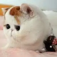  微信头像动物呆萌微信头像图片大全